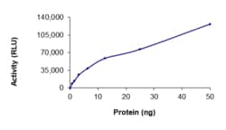 Sino Biological&nbsp;Recombinant Human IRAK4 Protein (catalytic domain, GST Tag), Active